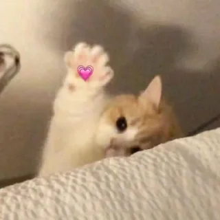 Sticker from Kitten