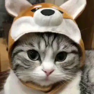 Sticker from Kitten