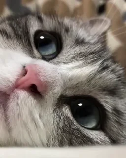 Sticker from Kitten