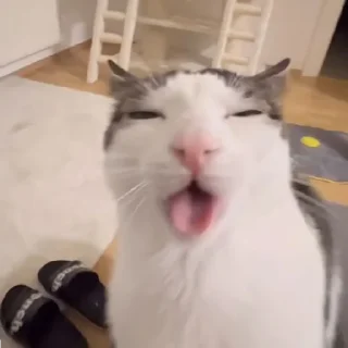 Sticker from Kitten