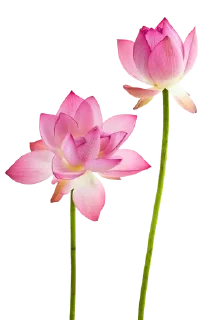 🌟 emoji Florist🪷 Telegram sticker 21 of 22