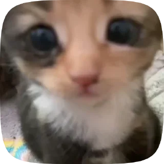 ❤️‍🔥 emoji kittens Telegram sticker 5 of 48