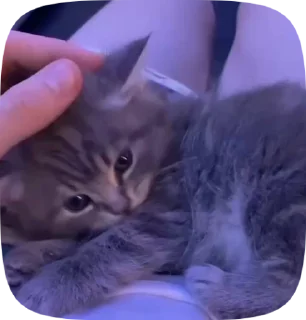 ❤️‍🔥 emoji kittens Telegram sticker 24 of 48