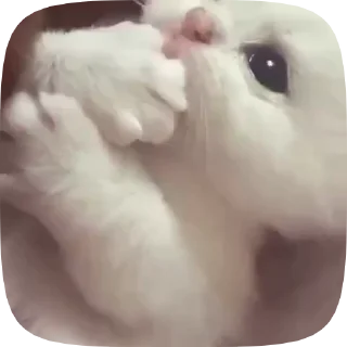 ❤️‍🔥 emoji kittens Telegram sticker 14 of 48