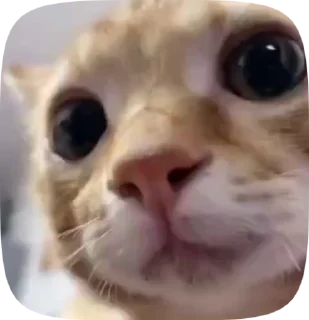 ❤️‍🔥 emoji kittens Telegram sticker 6 of 48