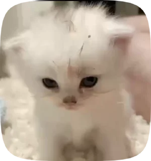 ❤️‍🔥 emoji kittens Telegram sticker 13 of 48