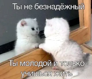 Котики🤍 sticker 4