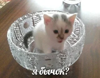 Котики🤍 sticker 3