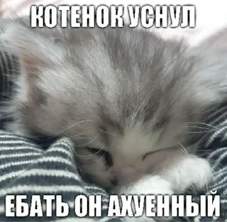 Котики🤍 sticker 2