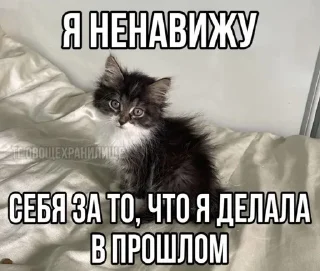 Котики🤍 sticker 1