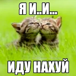🐱 emoji Эм лол Telegram sticker 10 of 120