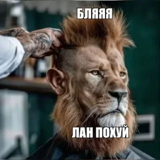 🦁 emoji Эм лол Telegram sticker 3 of 120