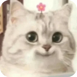 Sticker from котики