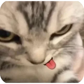 Sticker from котики
