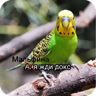 🐦 emoji чо са молая @TgEmodziBot Telegram sticker 10 of 19