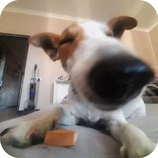 🐶 emoji чо са молая @TgEmodziBot Telegram sticker 17 of 19