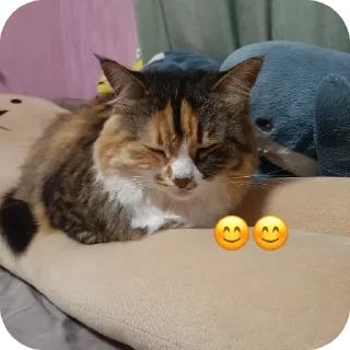 🐱 emoji чо са молая @TgEmodziBot Telegram sticker 19 of 19