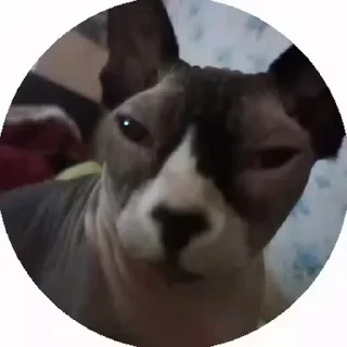 🤩 emoji чо са молая @TgEmodziBot Telegram sticker 2 of 19