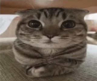 🌟 emoji этот ну этот ну этот 3 финал Telegram sticker 13 of 50