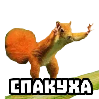 Sticker from Белки @stickernayaa