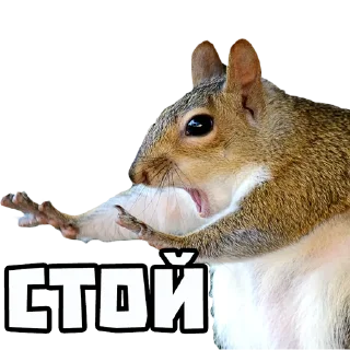 Sticker from Белки @stickernayaa