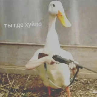 🪿🦆 sticker 3