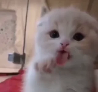 🤩 emoji котики @TgEmodziBot Telegram sticker 9 of 44