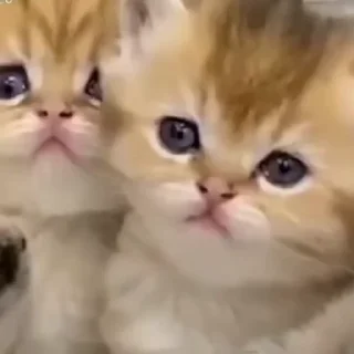 🤩 emoji котики @TgEmodziBot Telegram sticker 24 of 44
