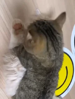 🤩 emoji котики @TgEmodziBot Telegram sticker 6 of 44