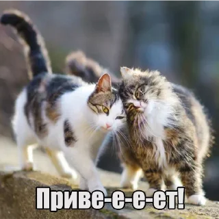 😺 emoji Мур-мур: @Pea4_stickerbot Telegram sticker 7 of 42