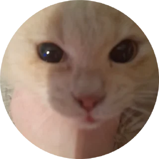 🤬 emoji Мяу Telegram sticker 10 of 15