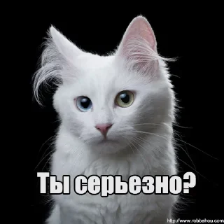 😐 emoji Мур-мур: @Pea4_stickerbot Telegram sticker 6 of 42