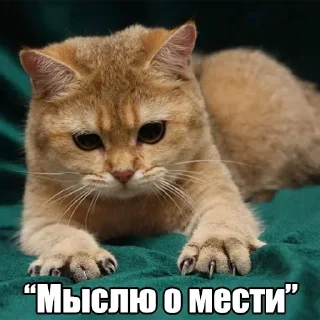 😼 emoji Мур-мур: @Pea4_stickerbot Telegram sticker 17 of 42