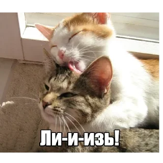 😙 emoji Мур-мур: @Pea4_stickerbot Telegram sticker 13 of 42