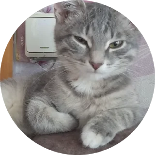 😉 emoji Мяу Telegram sticker 11 of 15