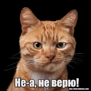 😕 emoji Мур-мур: @Pea4_stickerbot Telegram sticker 5 of 42