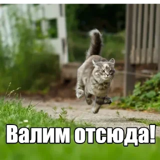 🏃 emoji Мур-мур: @Pea4_stickerbot Telegram sticker 20 of 42