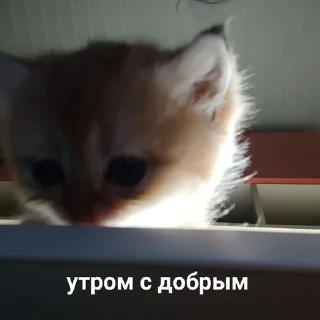 😴 emoji рисовал рис овал Telegram sticker 5 of 120