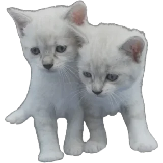 🐾 emoji YUKU3 @yukuuuuuu Telegram sticker 13 of 47