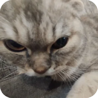 🐱 emoji Катялох Telegram sticker 16 of 75
