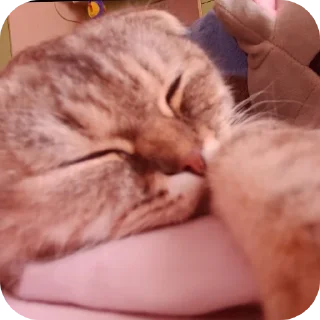 ✋ emoji Катялох Telegram sticker 17 of 75