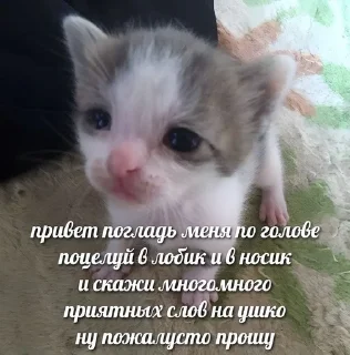 🥺 emoji крутышки Telegram sticker 7 of 81