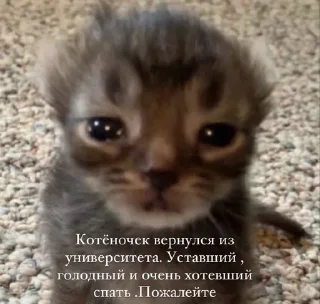 🥺 emoji крутышки Telegram sticker 16 of 81