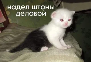 😎 emoji крутышки Telegram sticker 9 of 81
