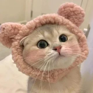 Sticker from Cute cat's