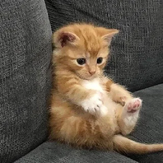 Sticker from Cute cat's