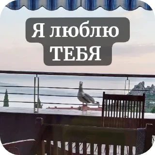 Sticker from Котик