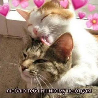 🥹 emoji котик Telegram sticker 3 of 30