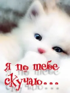 😭 emoji котик Telegram sticker 21 of 30