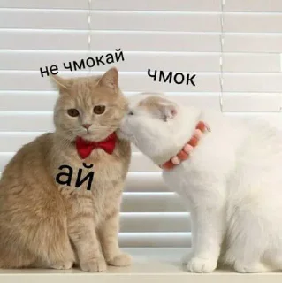 😁 emoji котик Telegram sticker 10 of 30